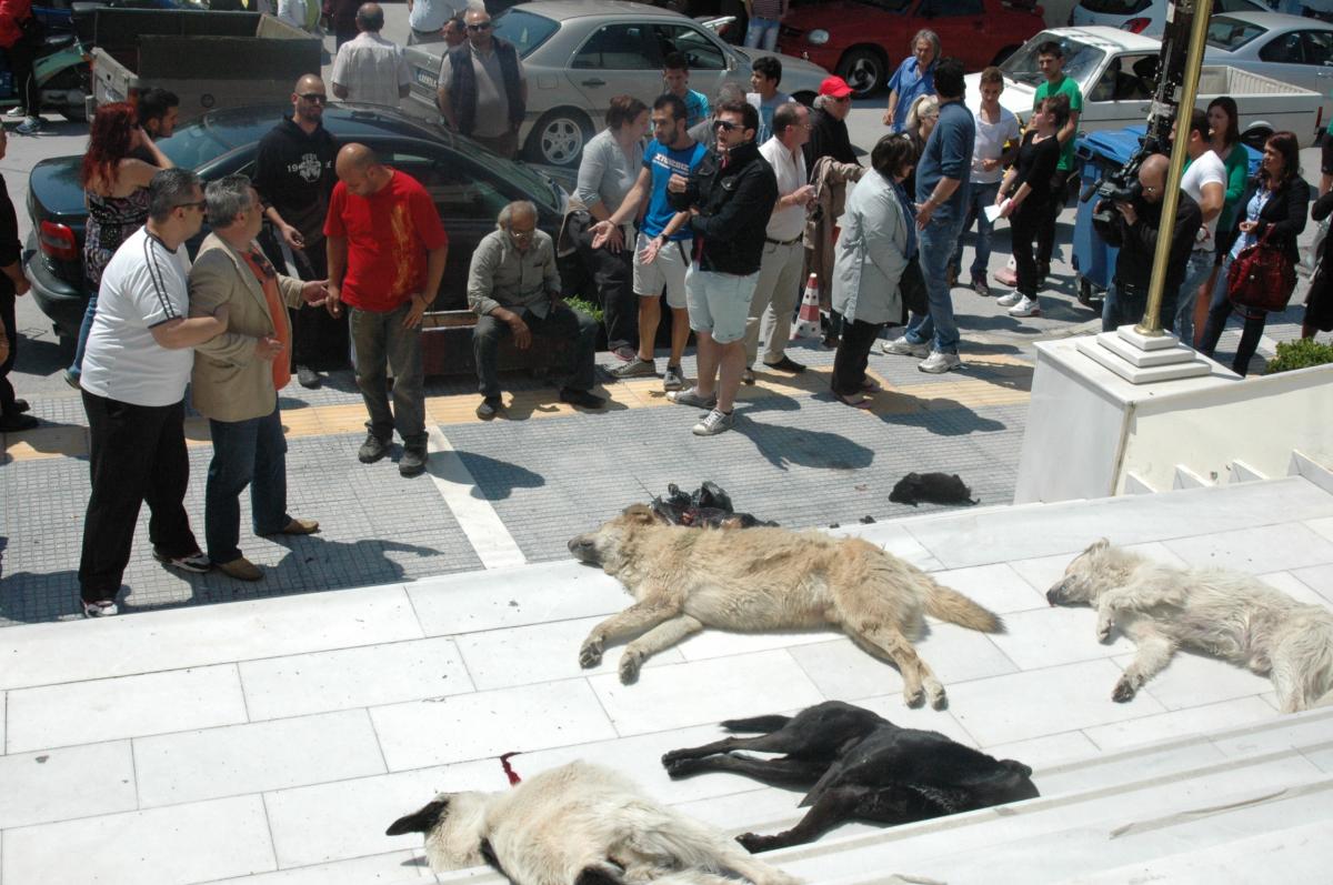 Κιλκίς: Συγκέντρωσαν τα πτώματα των δηλητηριασμένων αδέσποτων ζώων έξω από το δημαρχείο (βίντεο)